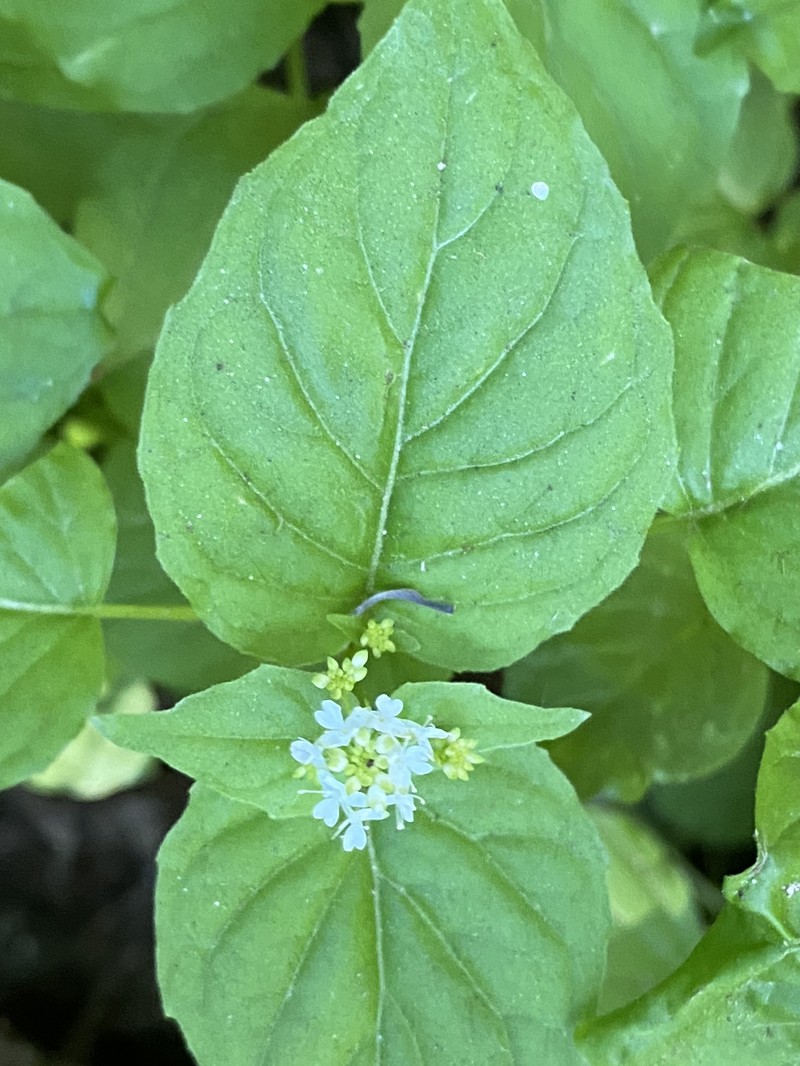 Circaea alpina subsp. pacifica photo 3