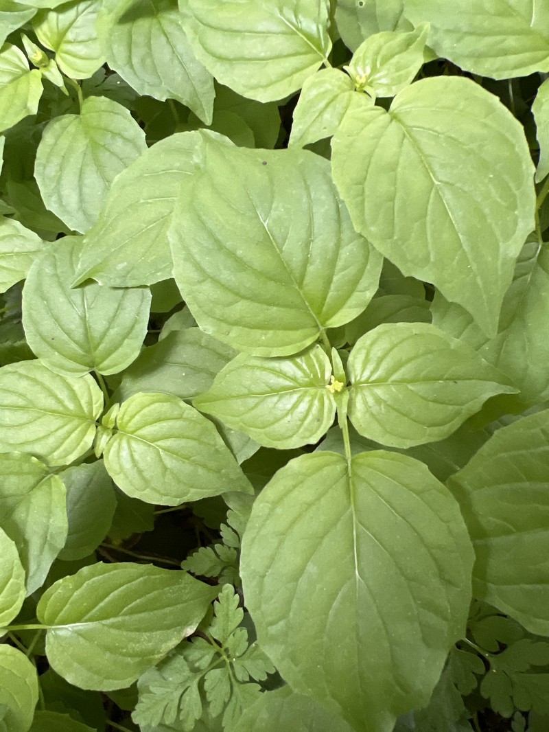Circaea alpina subsp. pacifica photo 4