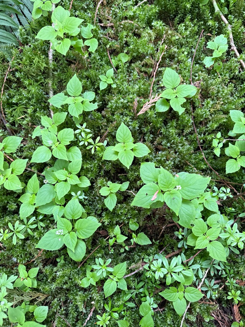 Circaea alpina subsp. pacifica photo 6