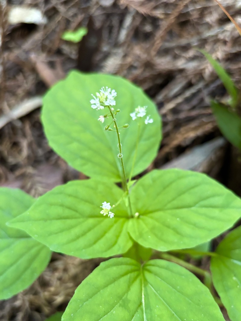 Circaea alpina subsp. pacifica photo 7