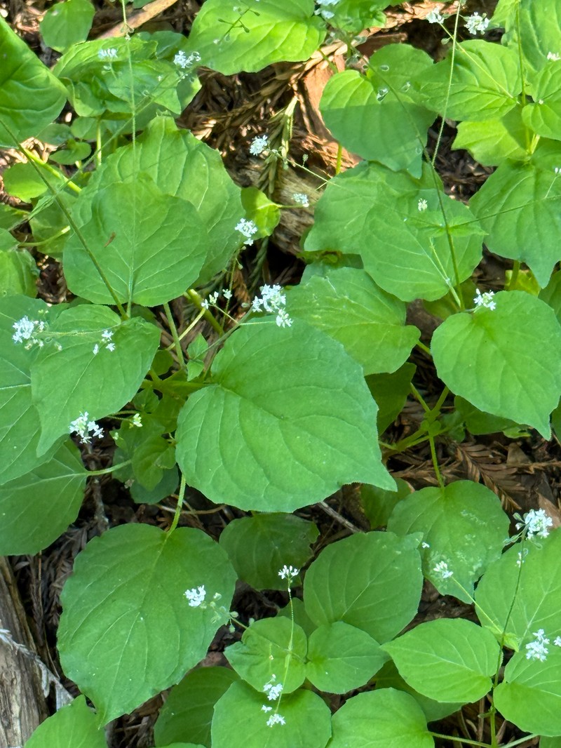 Circaea alpina subsp. pacifica photo 8