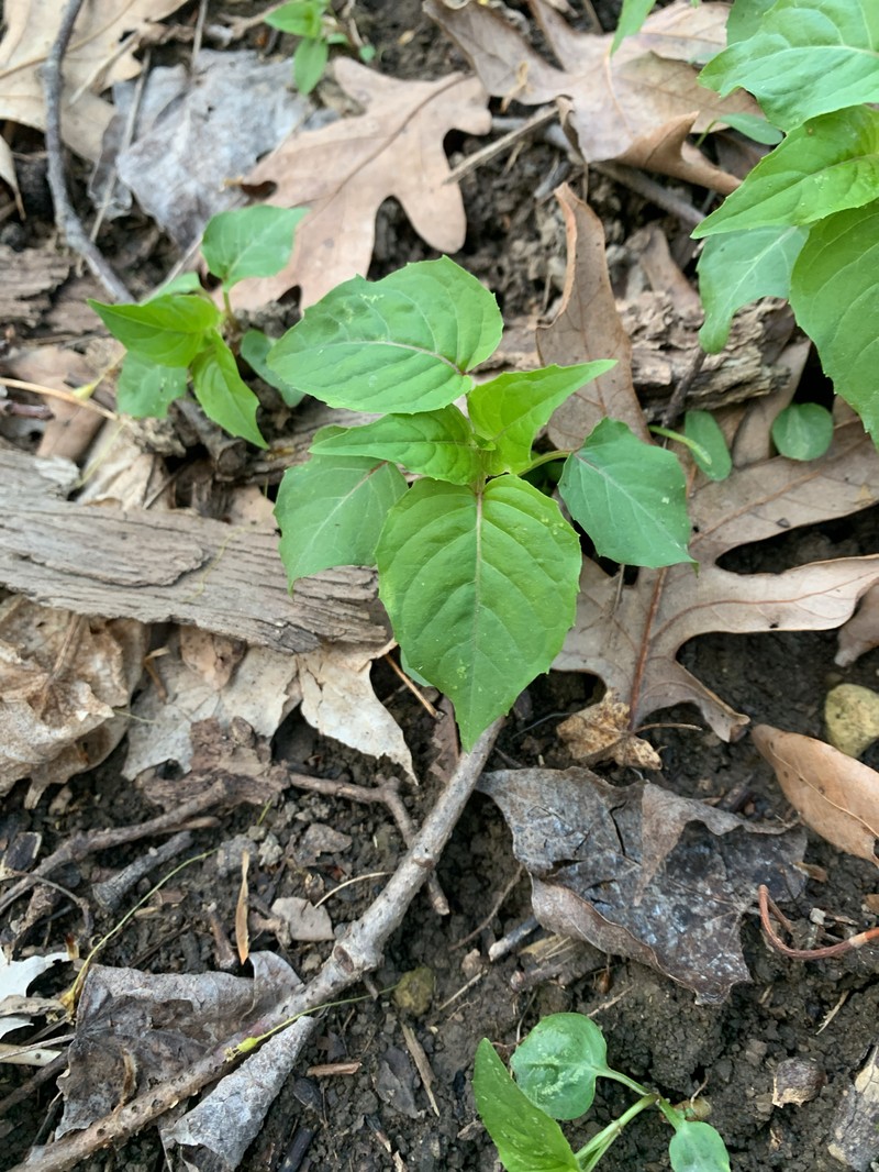 Circaea canadensis subsp. canadensis