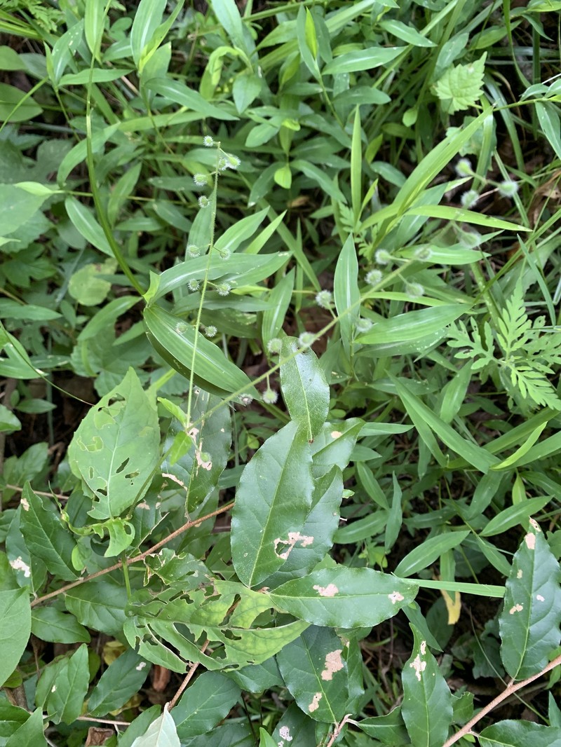 Circaea canadensis subsp. canadensis photo 2