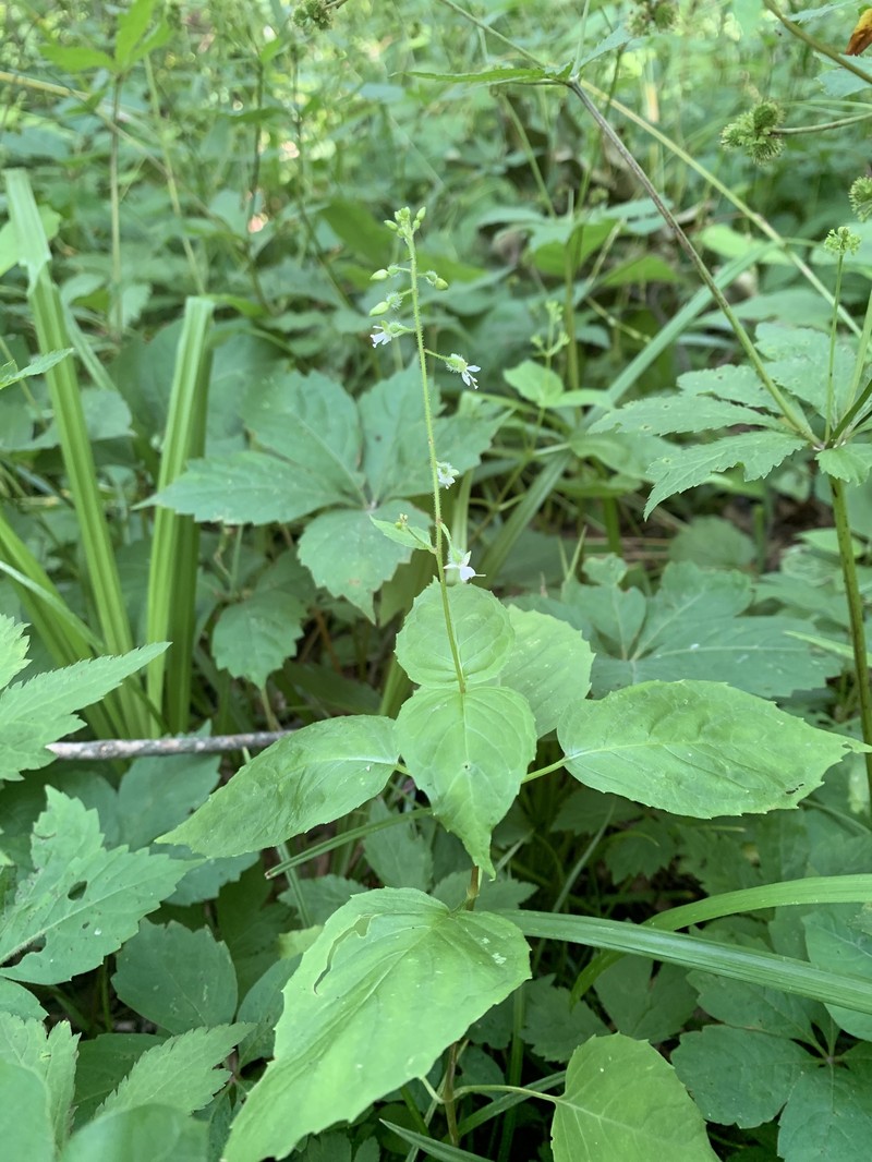 Circaea canadensis subsp. canadensis photo 3