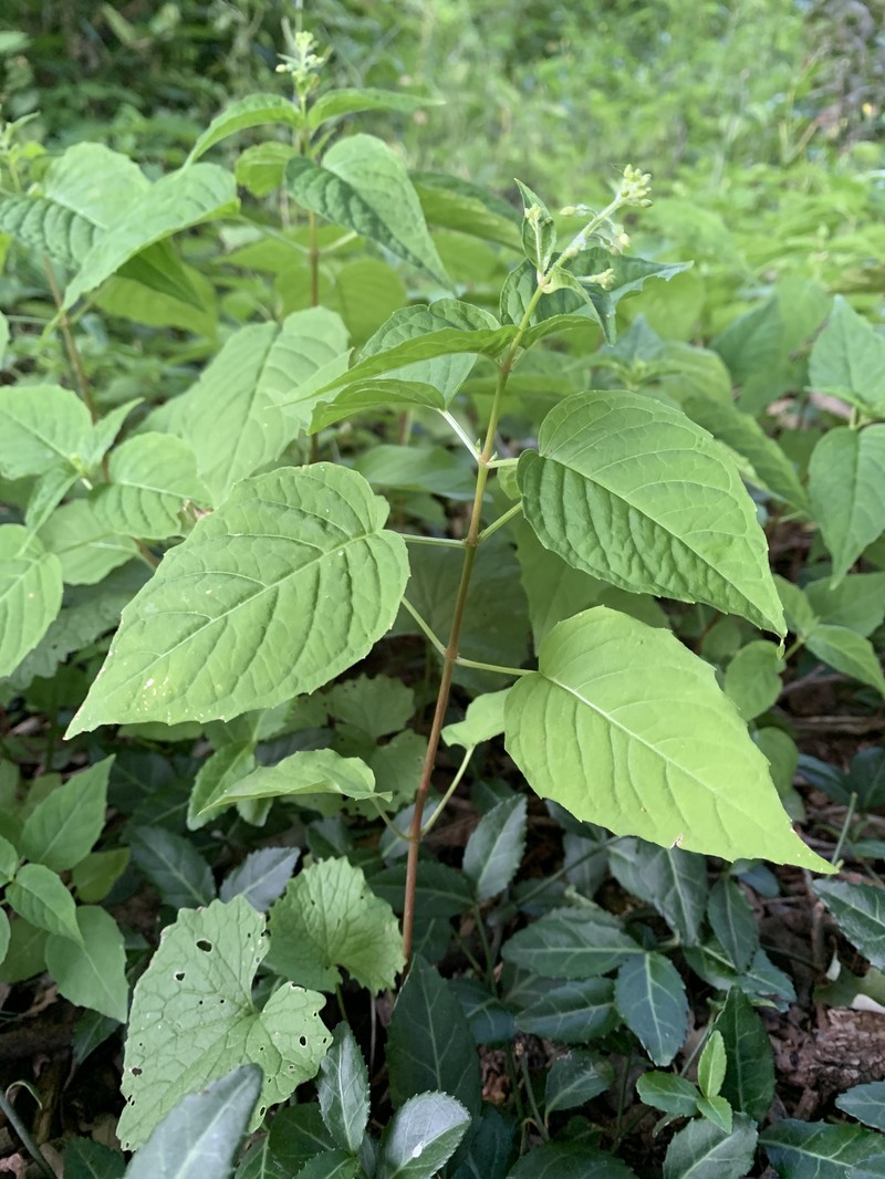 Circaea canadensis subsp. canadensis photo 4