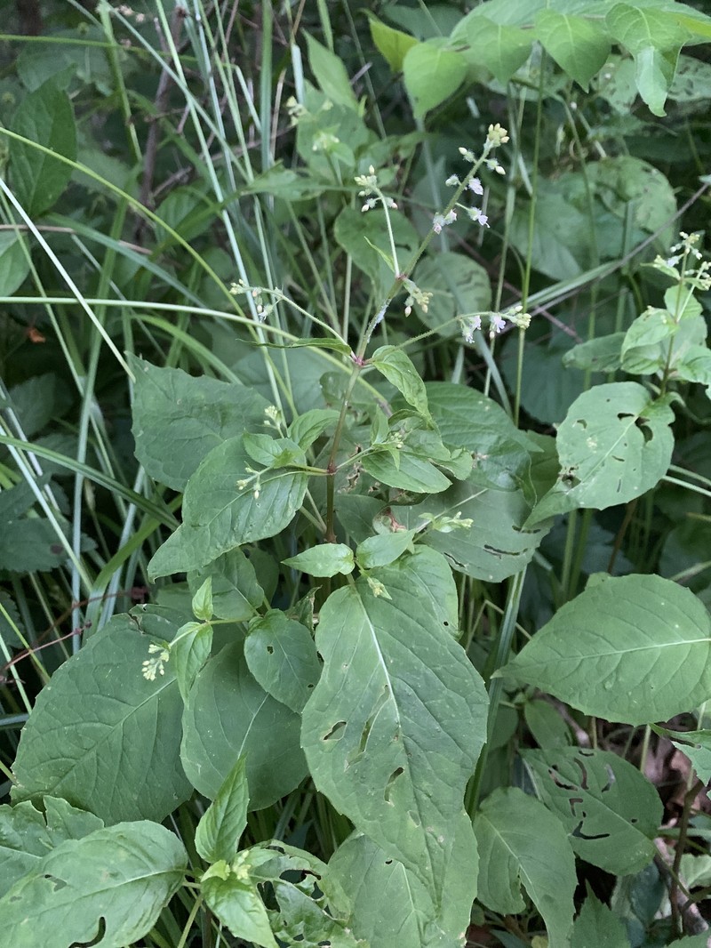 Circaea canadensis subsp. canadensis photo 5