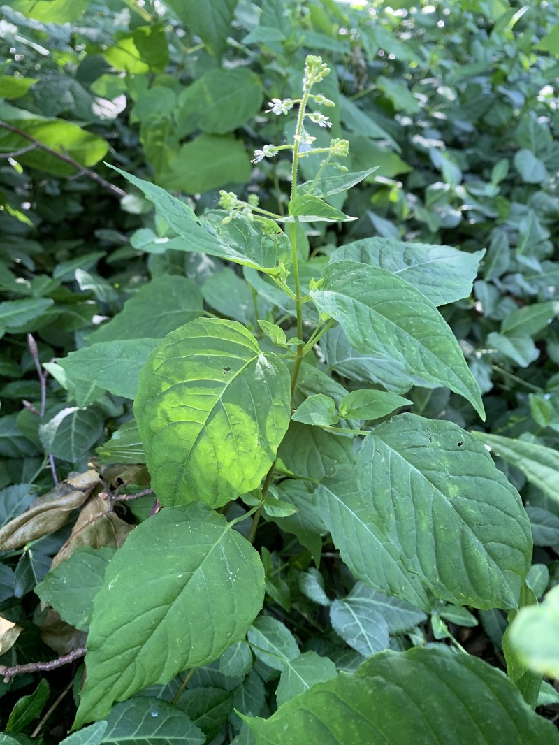 Circaea canadensis subsp. canadensis photo 6