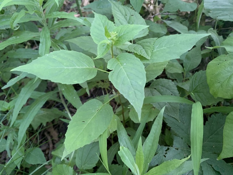 Circaea canadensis subsp. canadensis photo 7