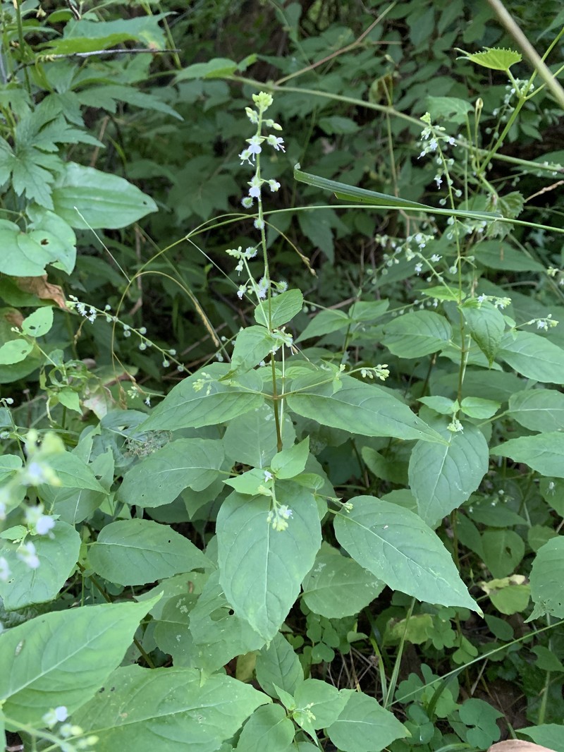 Circaea canadensis subsp. canadensis photo 8