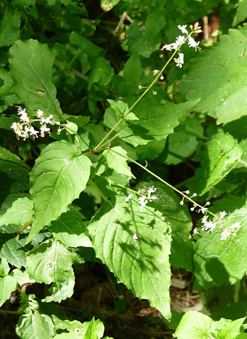 Enchanter's Nightshade