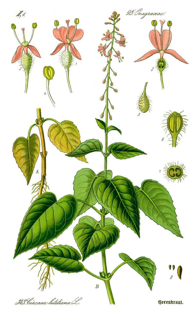 Broadleaf Enchanter's Nightshade