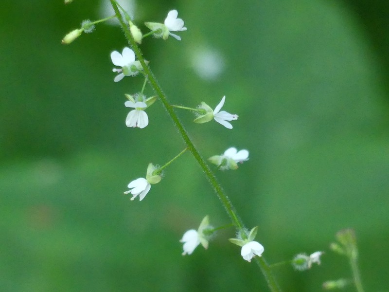 Broadleaf Enchanter's Nightshade