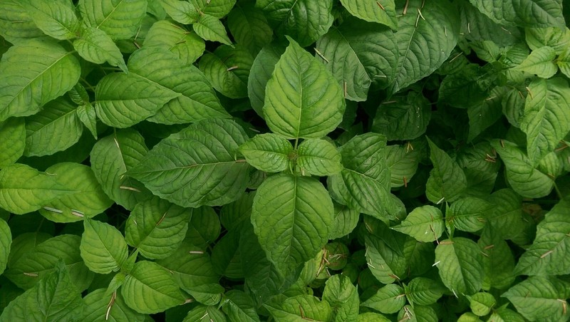 Broadleaf Enchanter's Nightshade photo 2