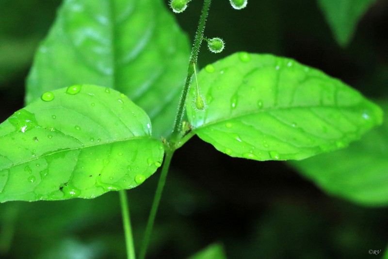 Broadleaf Enchanter's Nightshade photo 3