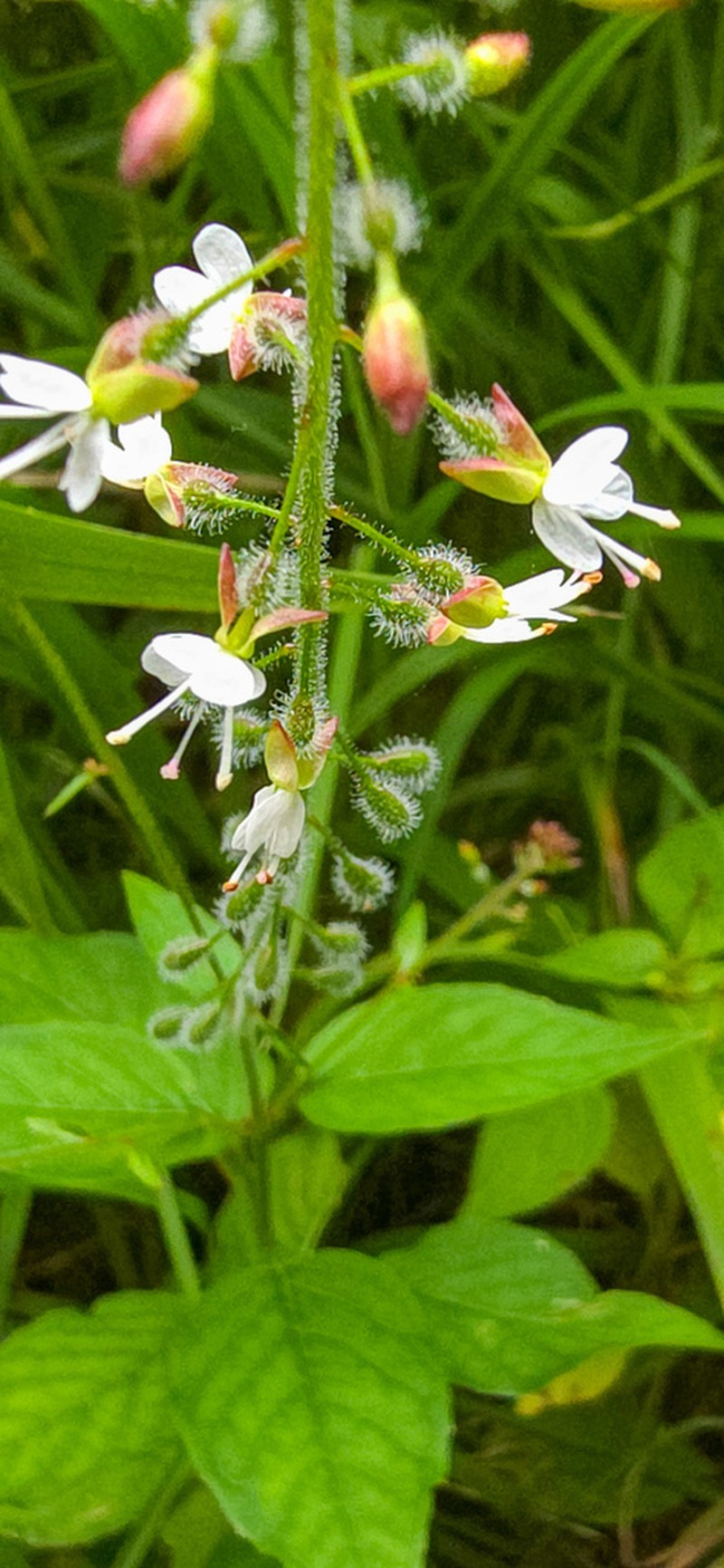Broadleaf Enchanter's Nightshade photo 4