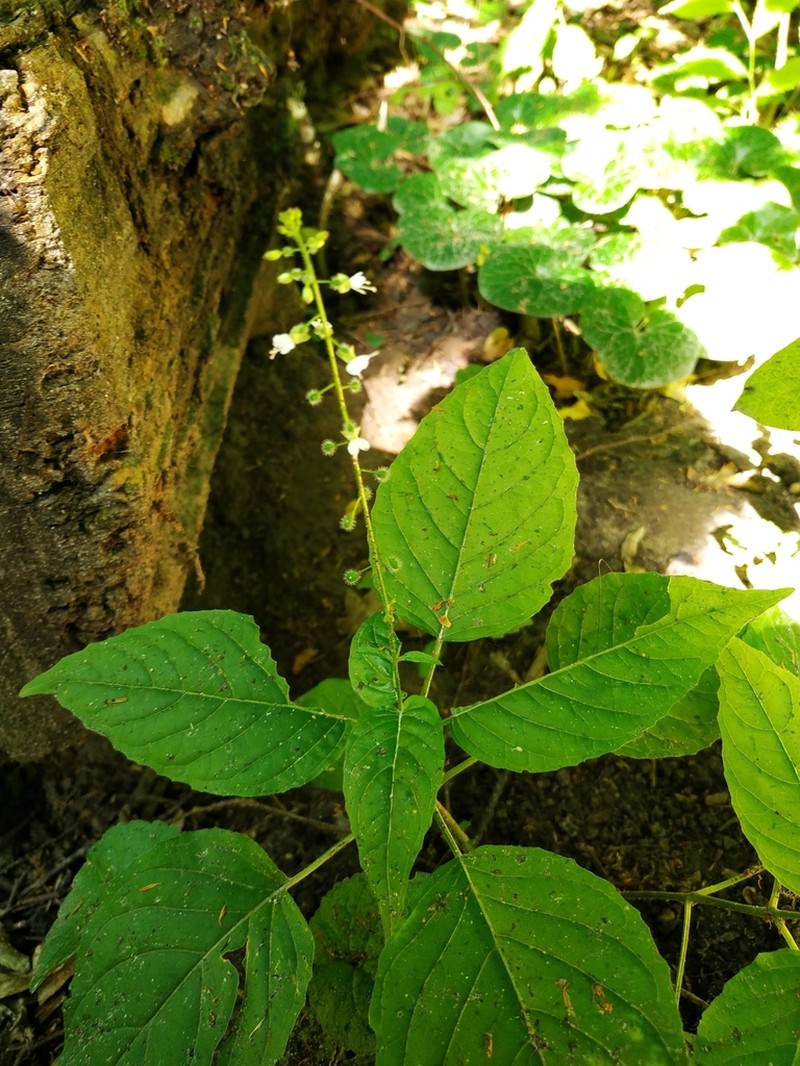Broadleaf Enchanter's Nightshade photo 5