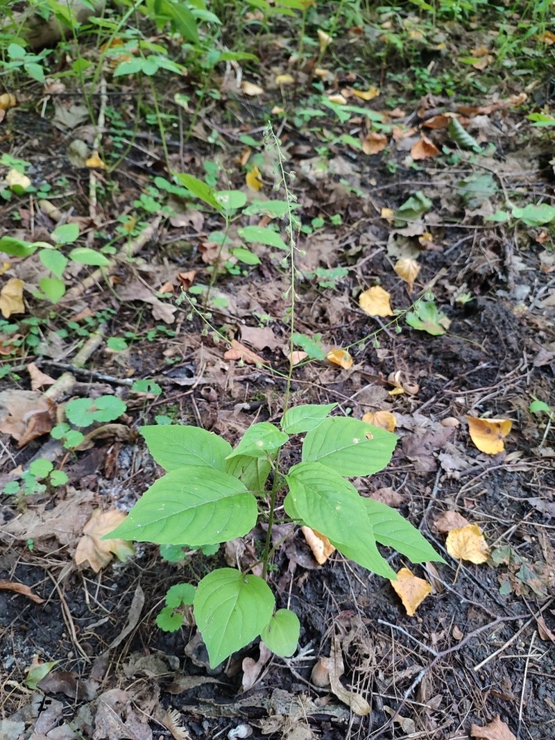 Broadleaf Enchanter's Nightshade photo 6