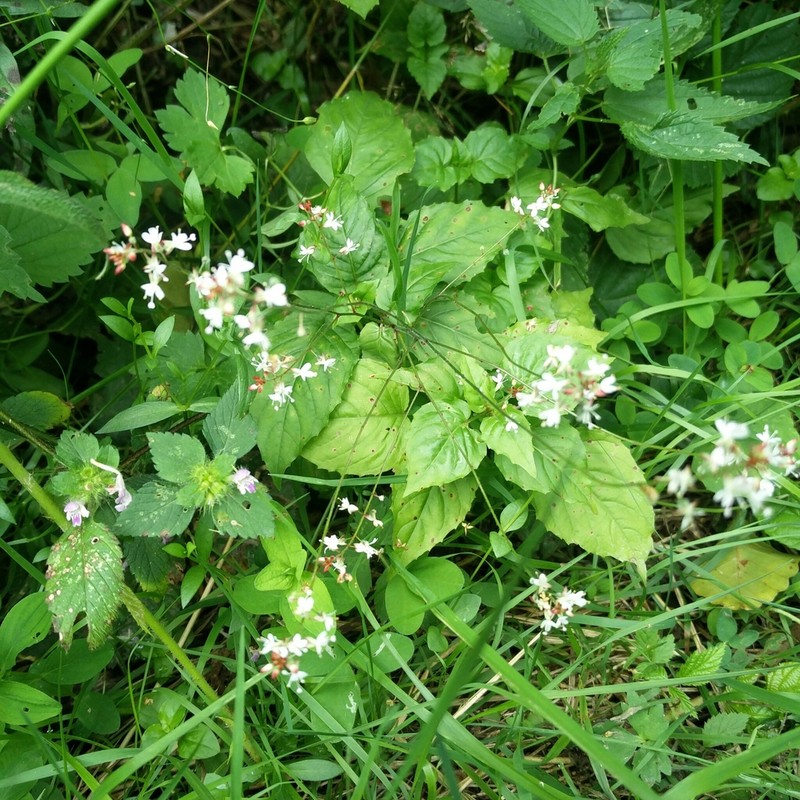 Broadleaf Enchanter's Nightshade photo 7