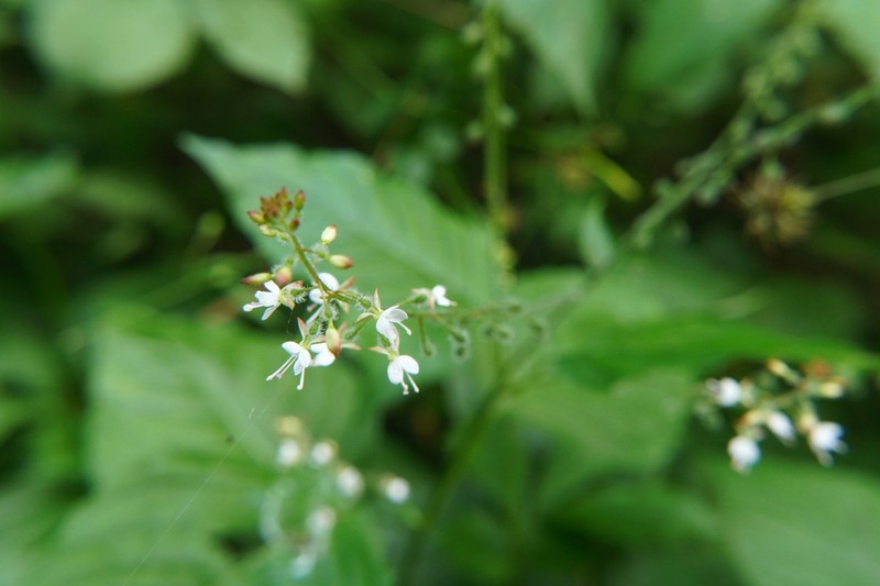 Broadleaf Enchanter's Nightshade photo 8