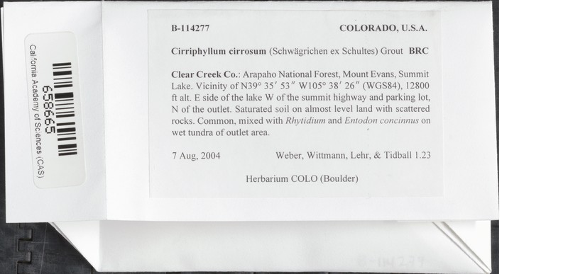 Cirriphyllum Moss photo 2