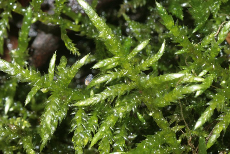 Cirriphyllum Moss