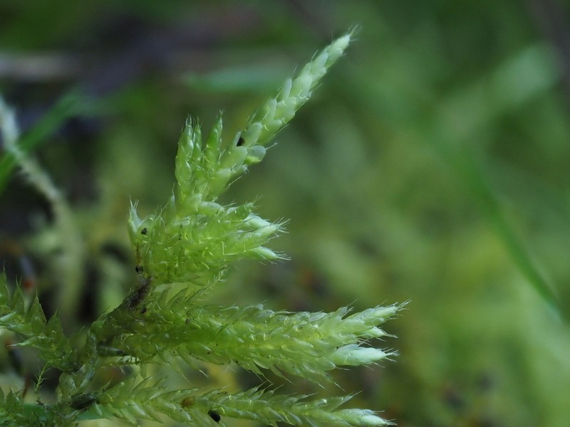 Cirriphyllum Moss