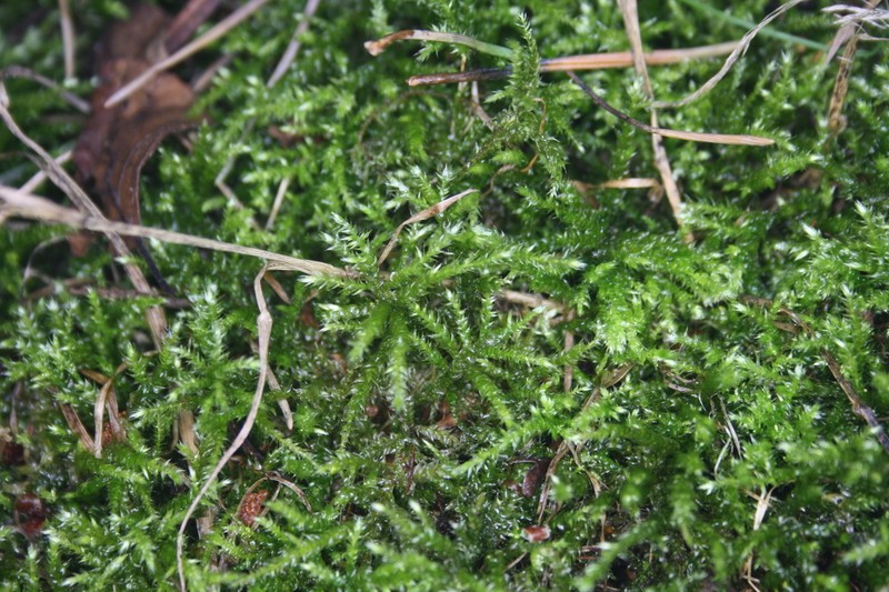 Cirriphyllum Moss photo 2