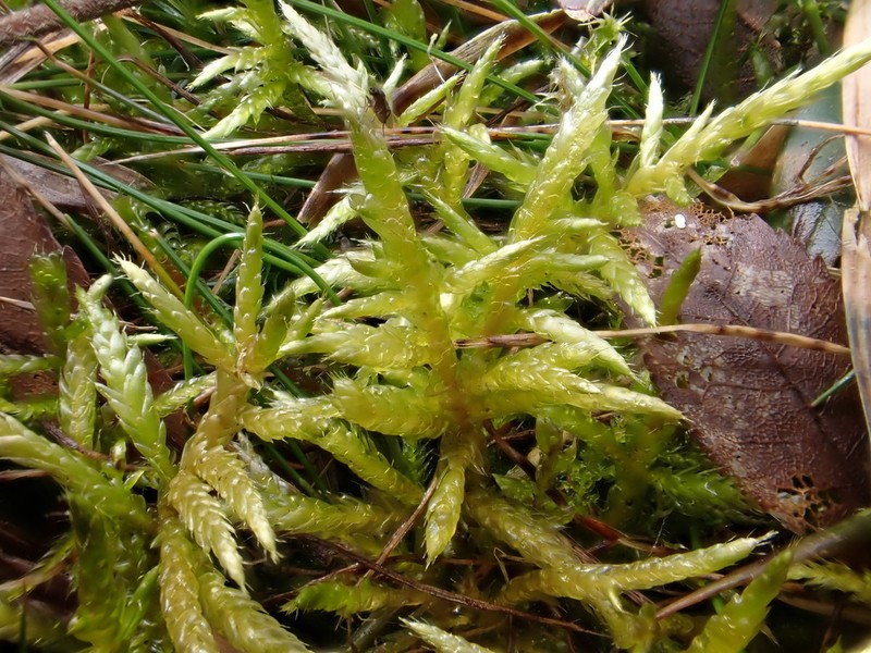 Cirriphyllum Moss photo 3