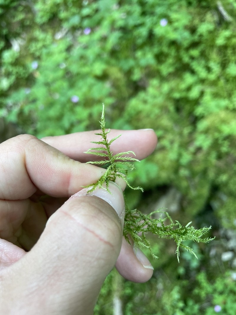 Cirriphyllum Moss photo 4