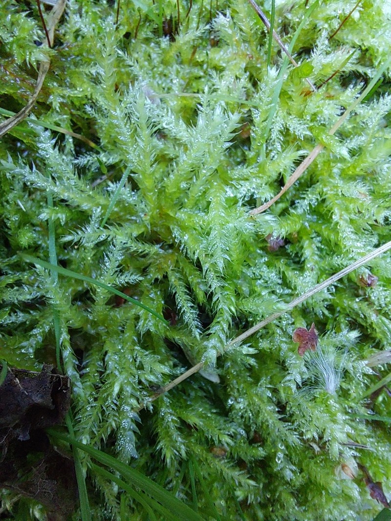 Cirriphyllum Moss photo 5