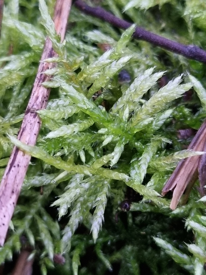 Cirriphyllum Moss photo 6