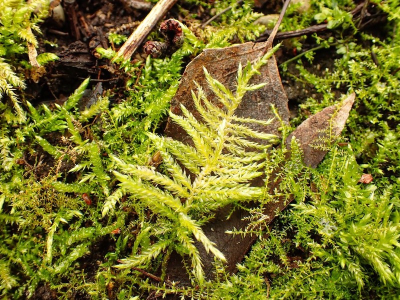 Cirriphyllum Moss photo 7