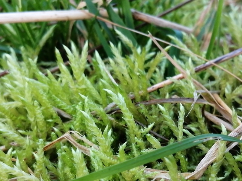 Cirriphyllum Moss photo 8