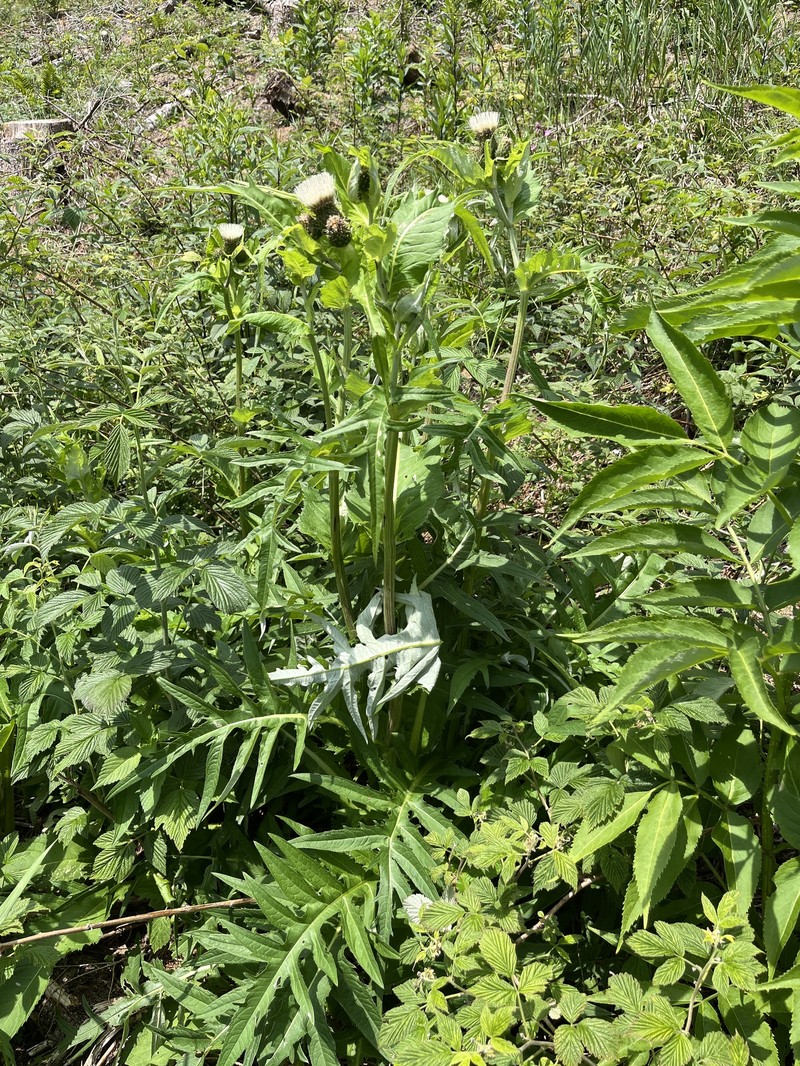 Cirsium × affine