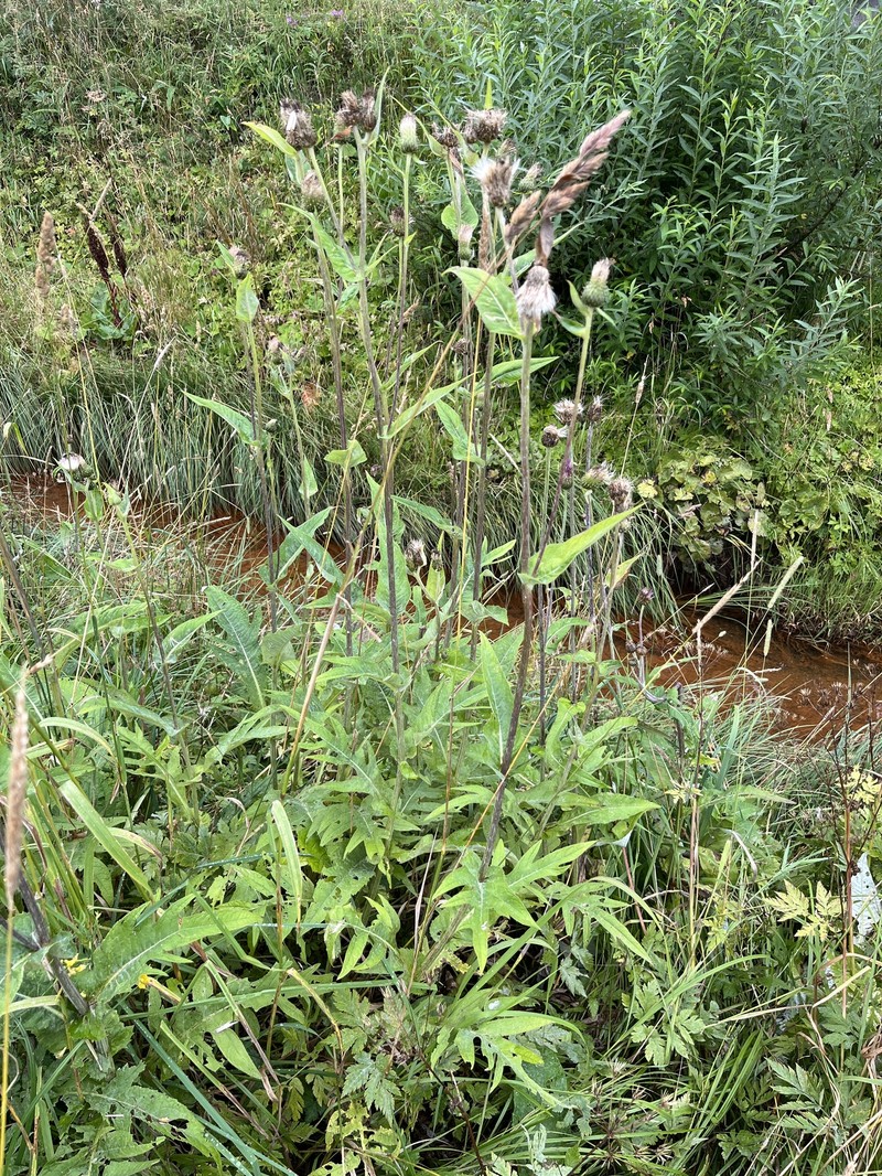 Cirsium × affine photo 2