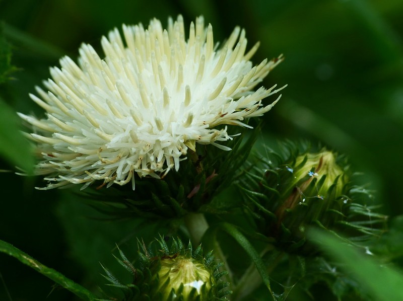 Cirsium × affine photo 3