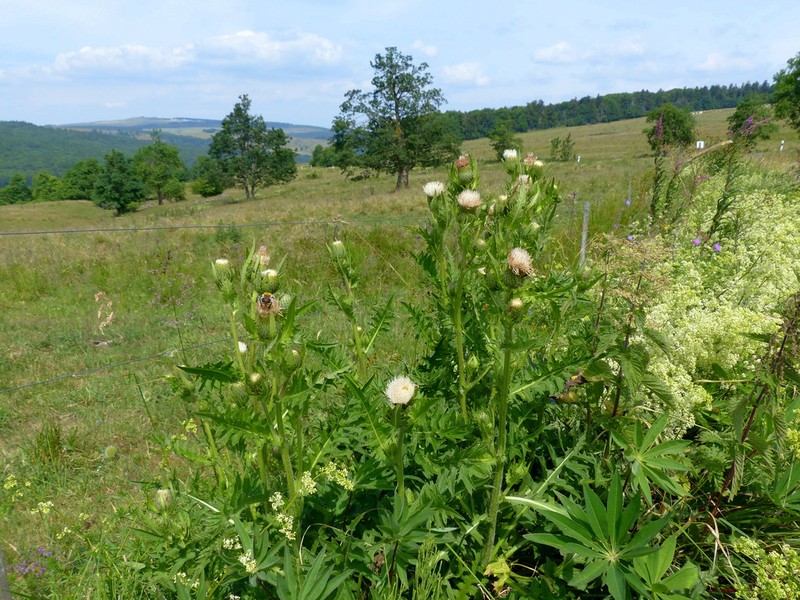 Cirsium × affine photo 4