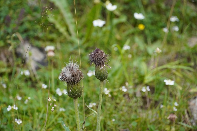 Cirsium × alpestre