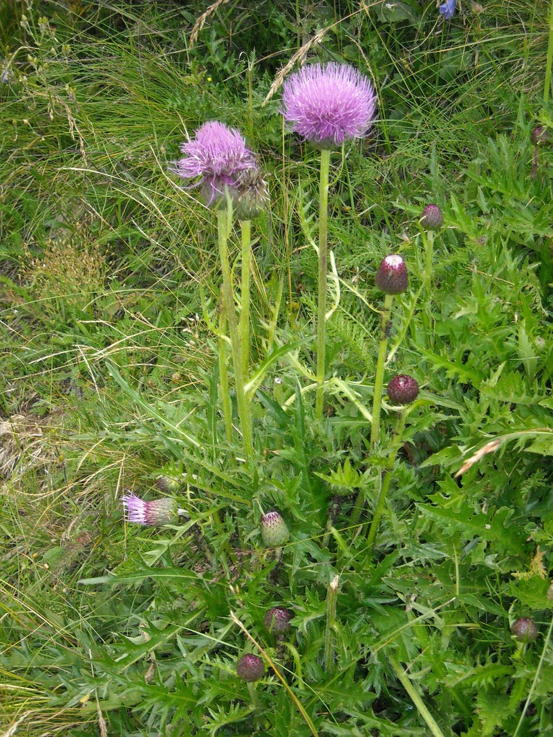 Cirsium × alpestre photo 2