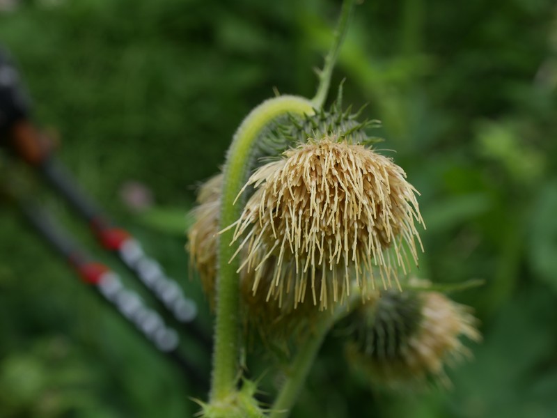 Cirsium × benacense photo 2