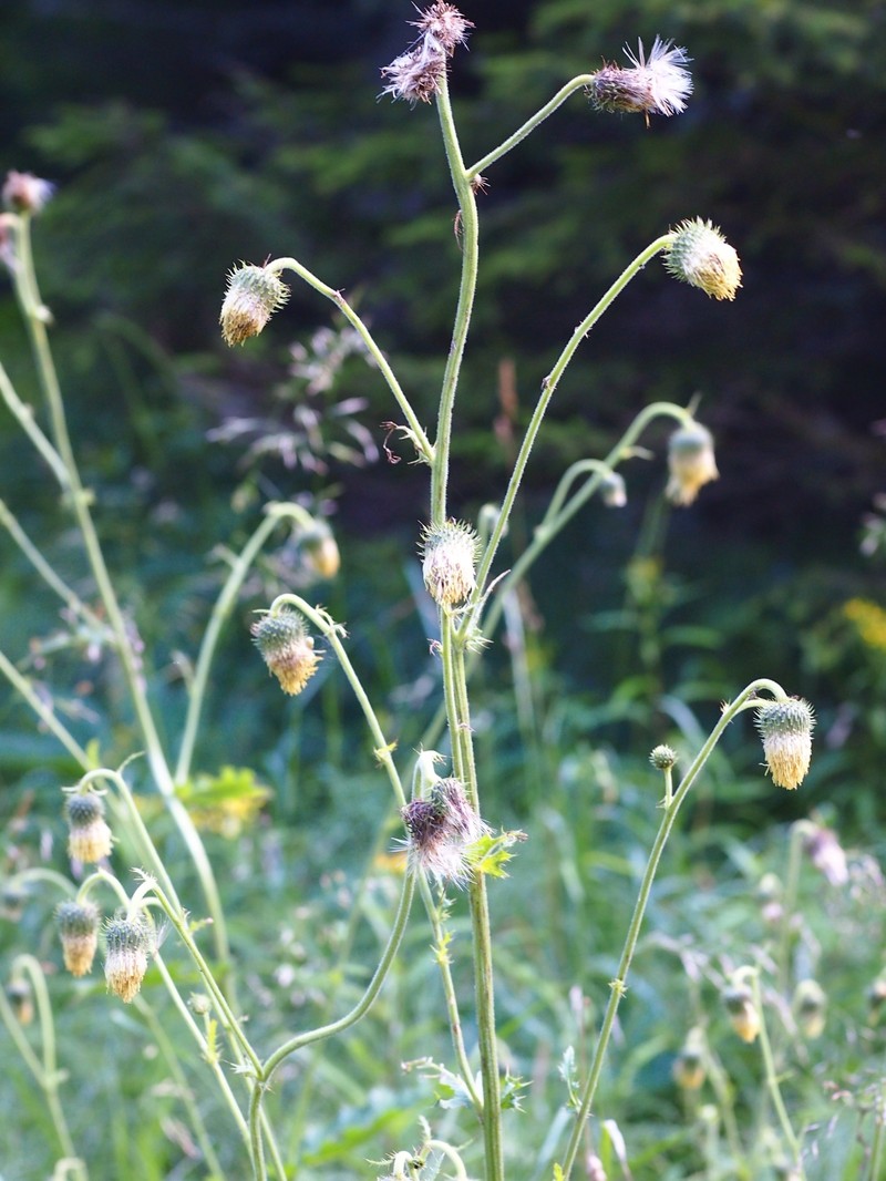 Cirsium × benacense photo 3