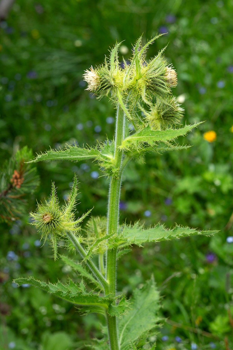 Cirsium × benacense photo 4