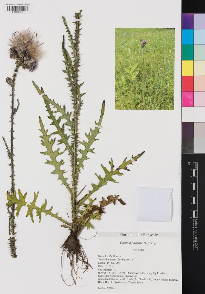 Cirsium × bourgaeanum