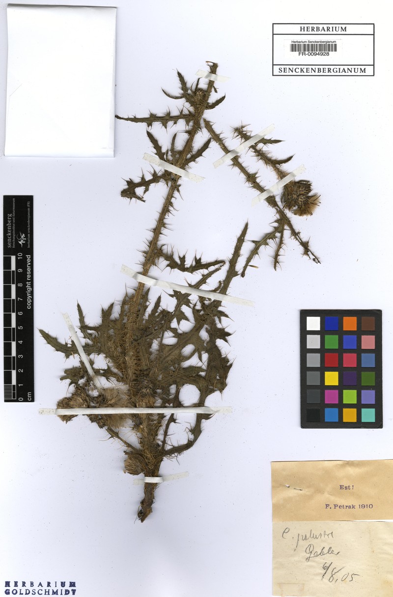 Cirsium × bourgaeanum photo 4