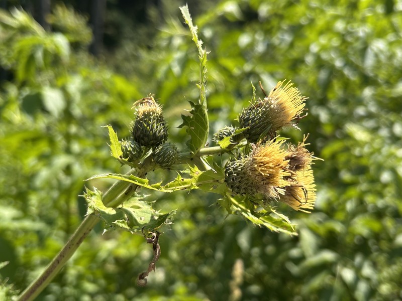 Cirsium × candolleanum photo 2