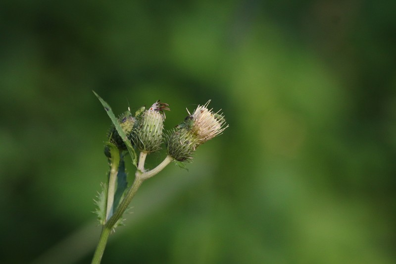 Cirsium × candolleanum photo 3