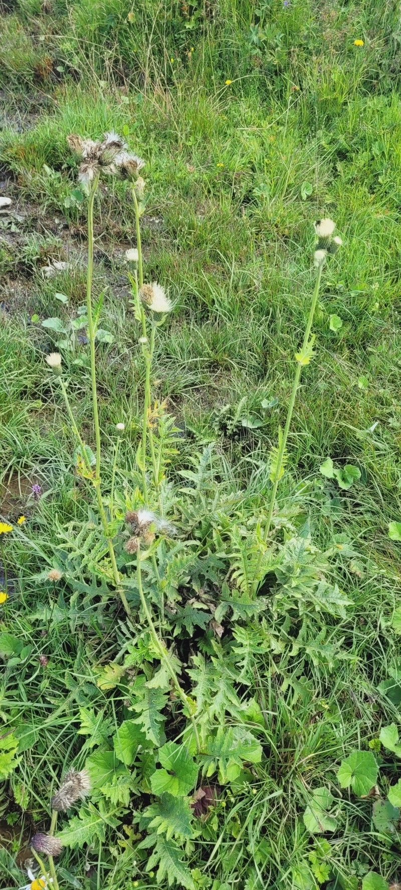 Cirsium × candolleanum photo 4