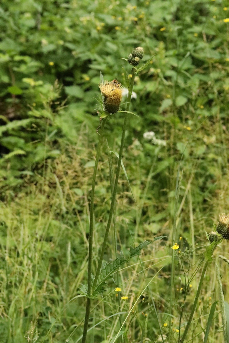 Cirsium × candolleanum photo 5