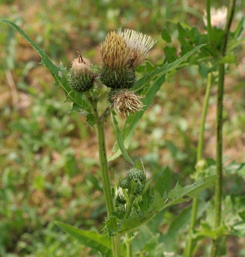 Cirsium × candolleanum