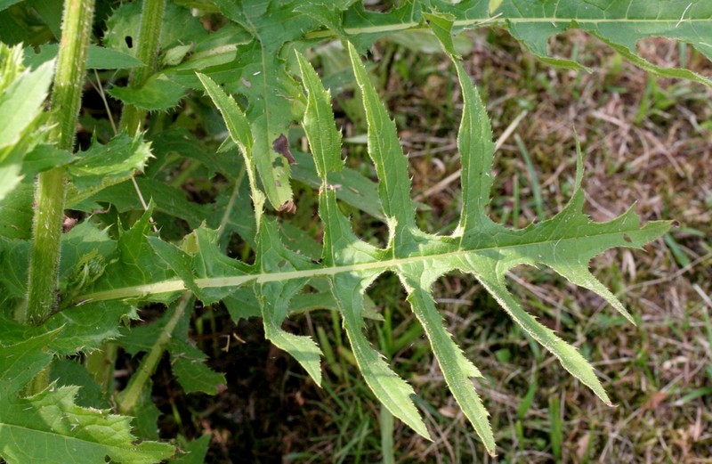 Cirsium × candolleanum photo 6
